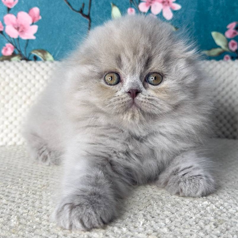 Kitty Scottish Fold female, lilac