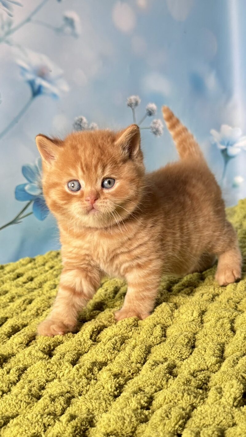 George British Shorthair male red - live animals