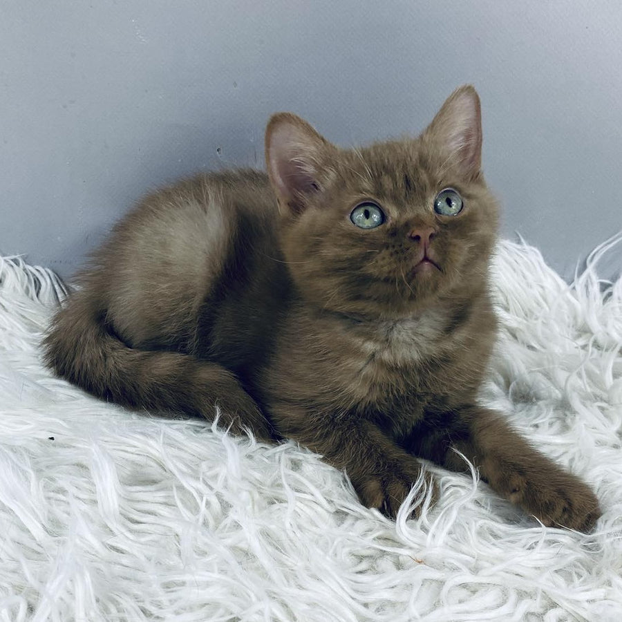 Indigo British Shorthair male, cinnamon