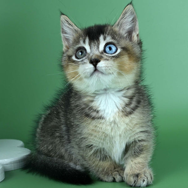 Kai Munchkin male, black ticked tabby