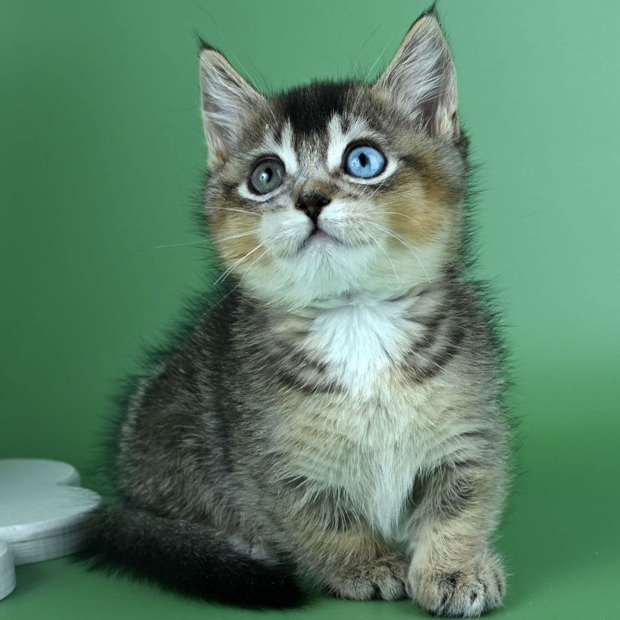 Kai Munchkin male, black ticked tabby