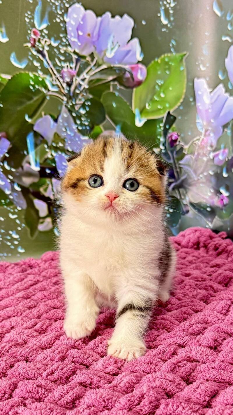 Fiona Scottish Fold female black tabby bicolour - live animals