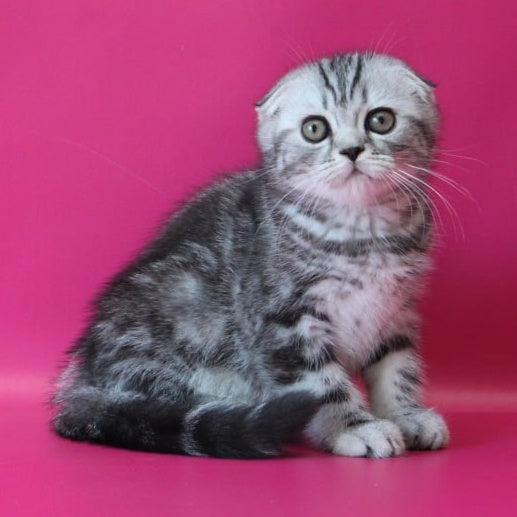 Salvador Scottish Fold male, black silver tabby