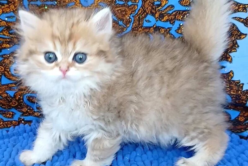 Whiskey British Longhair male black golden shaded - live animals