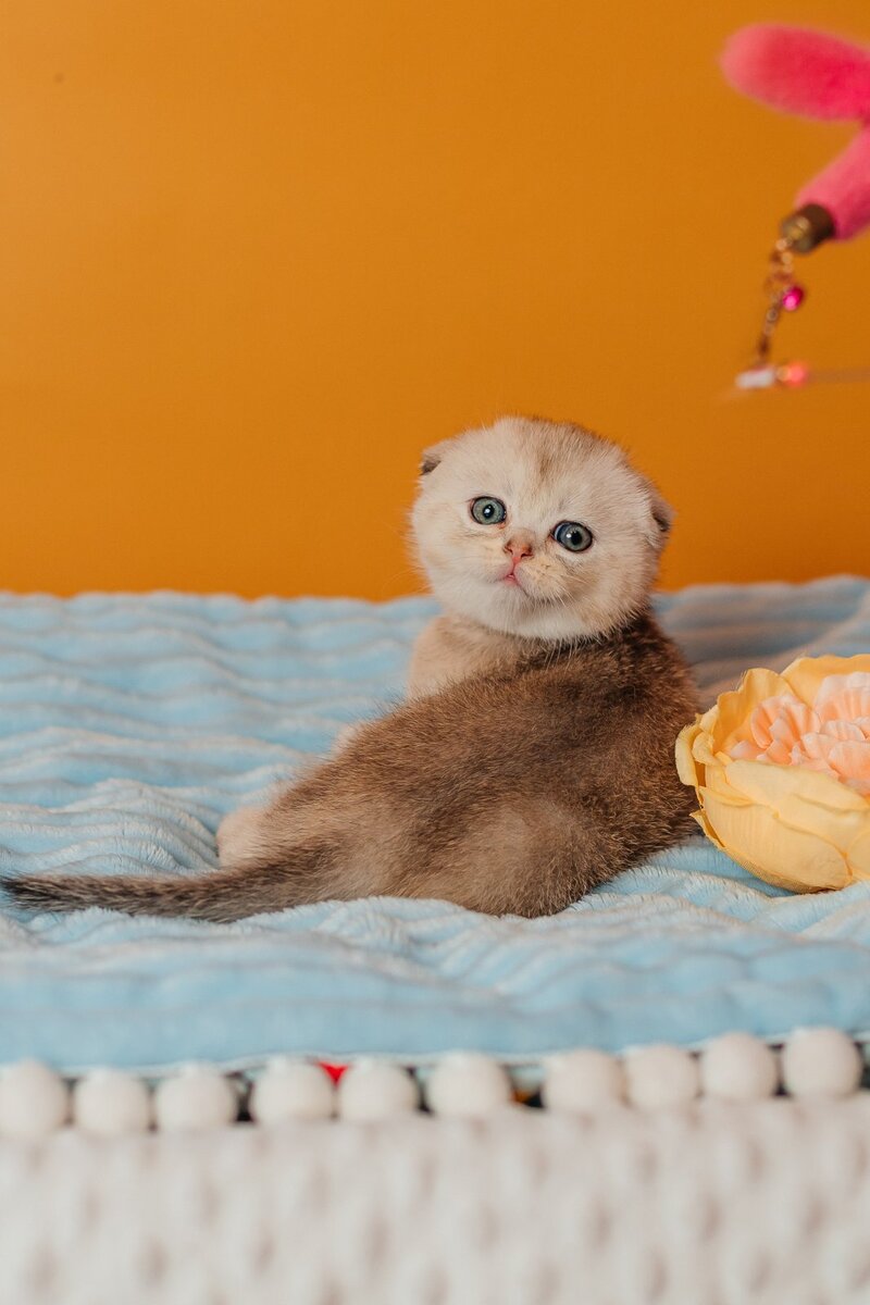 Vivian Scottish Fold female, black silver ticked tabby