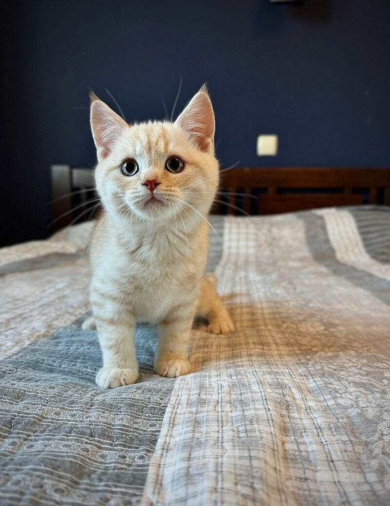 Jonos Scottish Straight male, cream silver spotted tabby