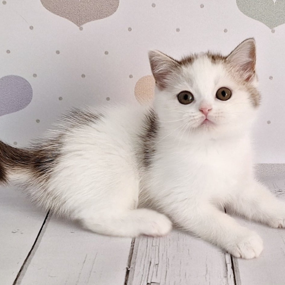 Blondy Scottish Straight male, chocolate silver tabby harlequin