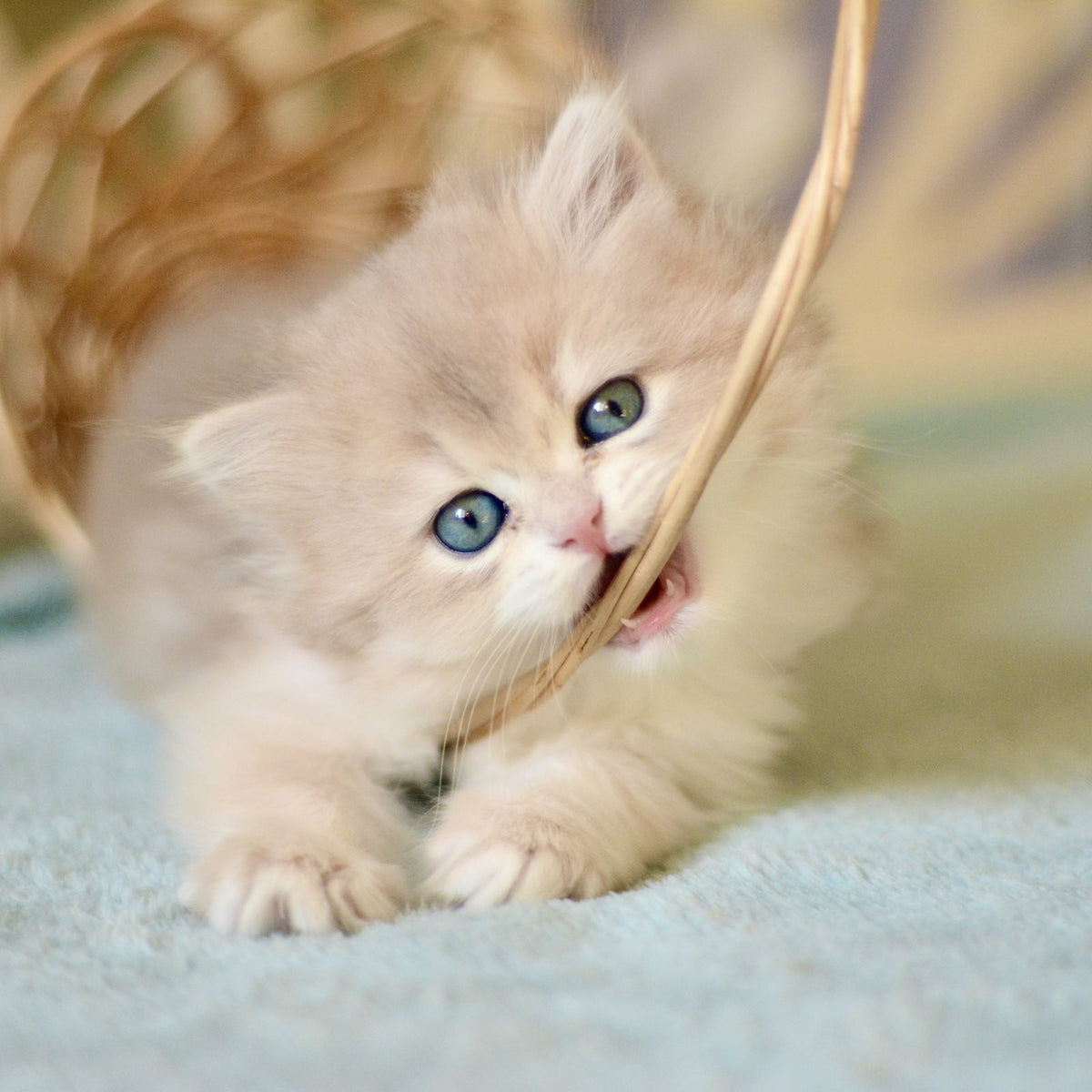 April British Longhair female, blue golden chinchilla