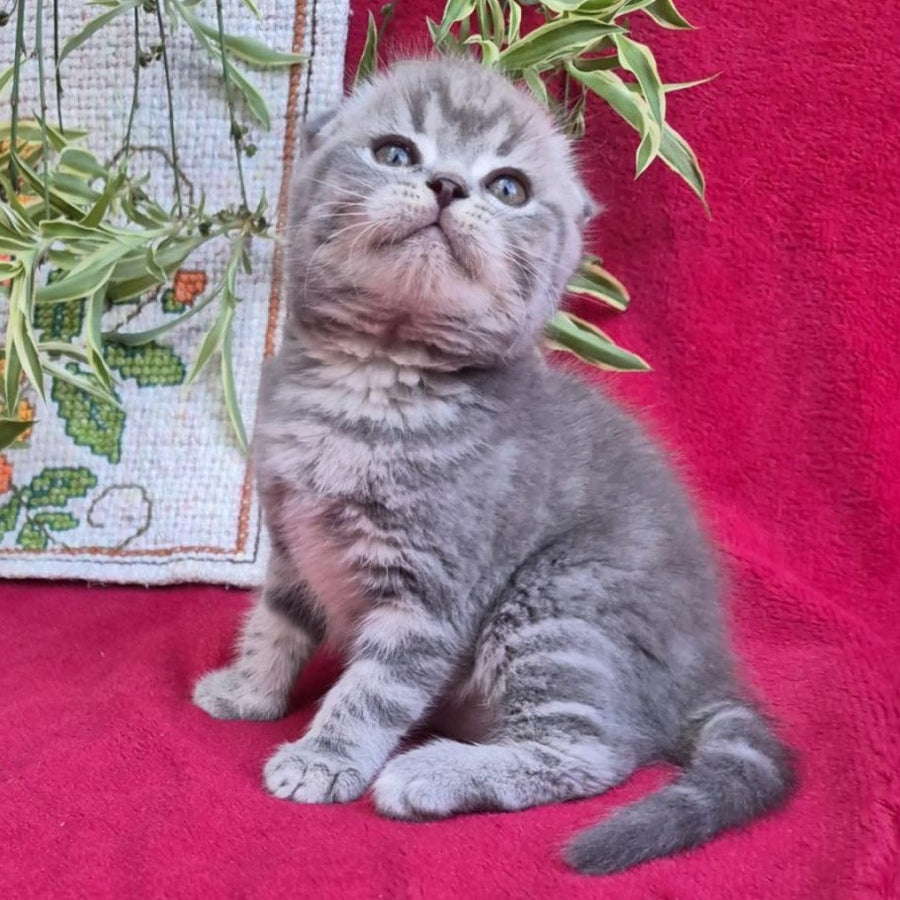 Molly Scottish Fold female, blue tabby