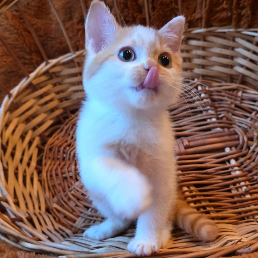 Barney British Shorthair male, red bicolour