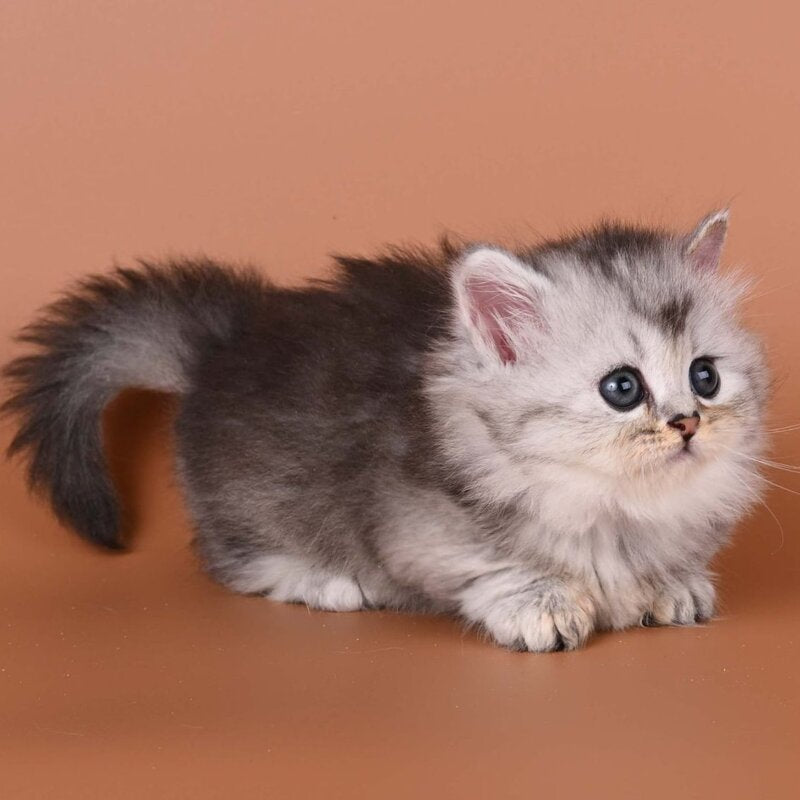 Ira Munchkin female, black silver ticked tabby