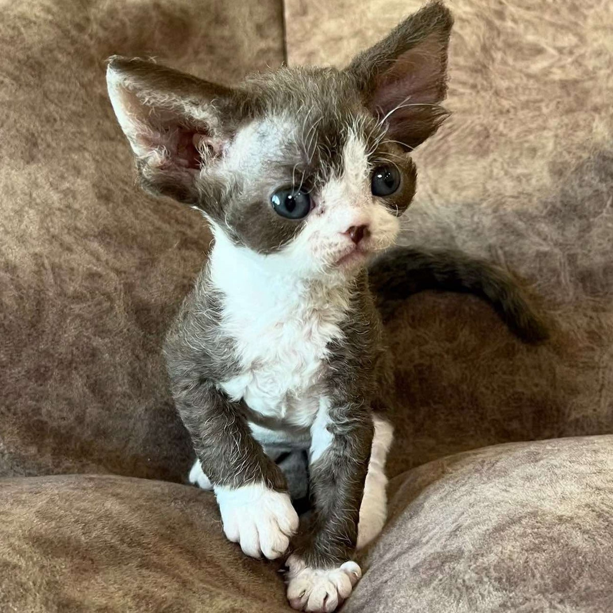 Valeria Devon Rex female, red bicolour