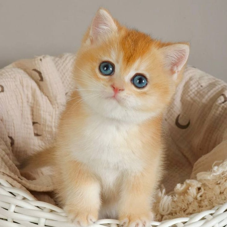 Yan British Shorthair male, black golden chinchilla
