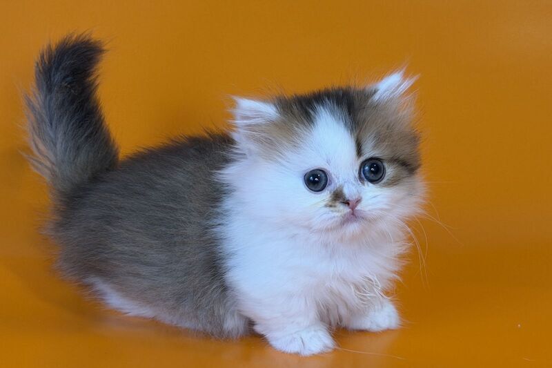 Yomar Munchkin male black golden ticked tabby - live animals