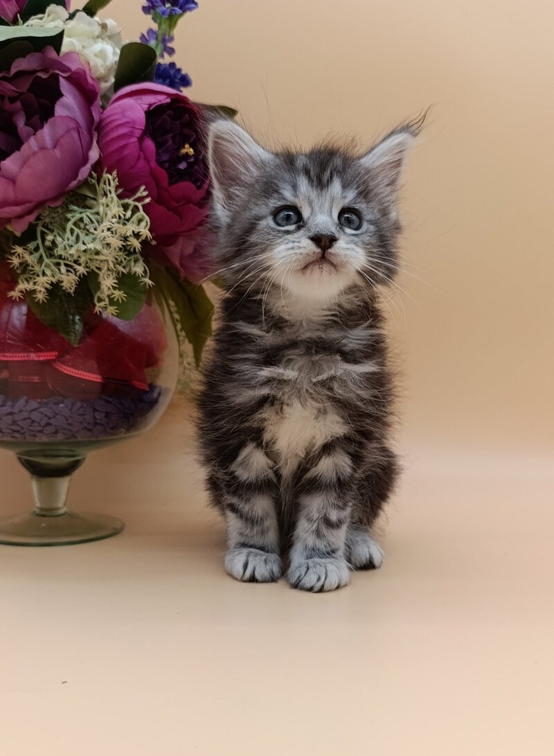 Danica Maine Coon female, black silver tabby