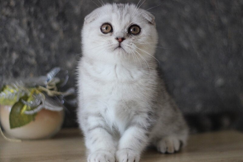 Da Vinci Scottish Fold male, black silver tabby