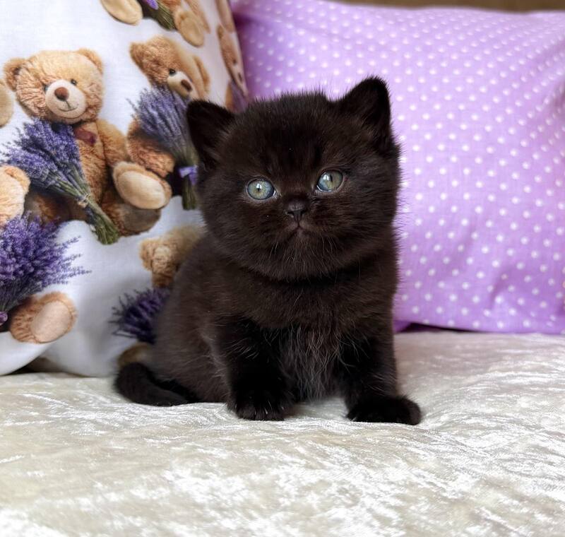 Esmanur British Shorthair female black live animals