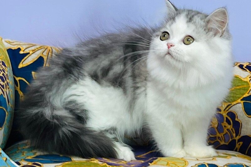 Monica Scottish Straight female, black silver tabby bicolour