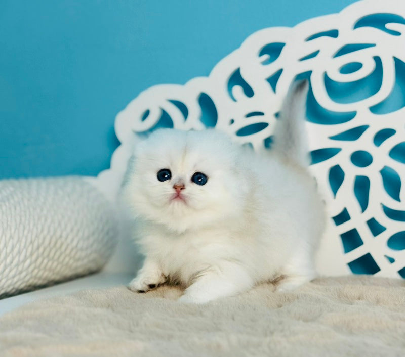 Winssent Scottish Fold male black silver chinchilla - live animals