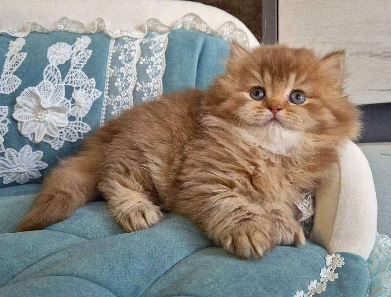 Maribel British Longhair female chocolate golden shaded - live animals