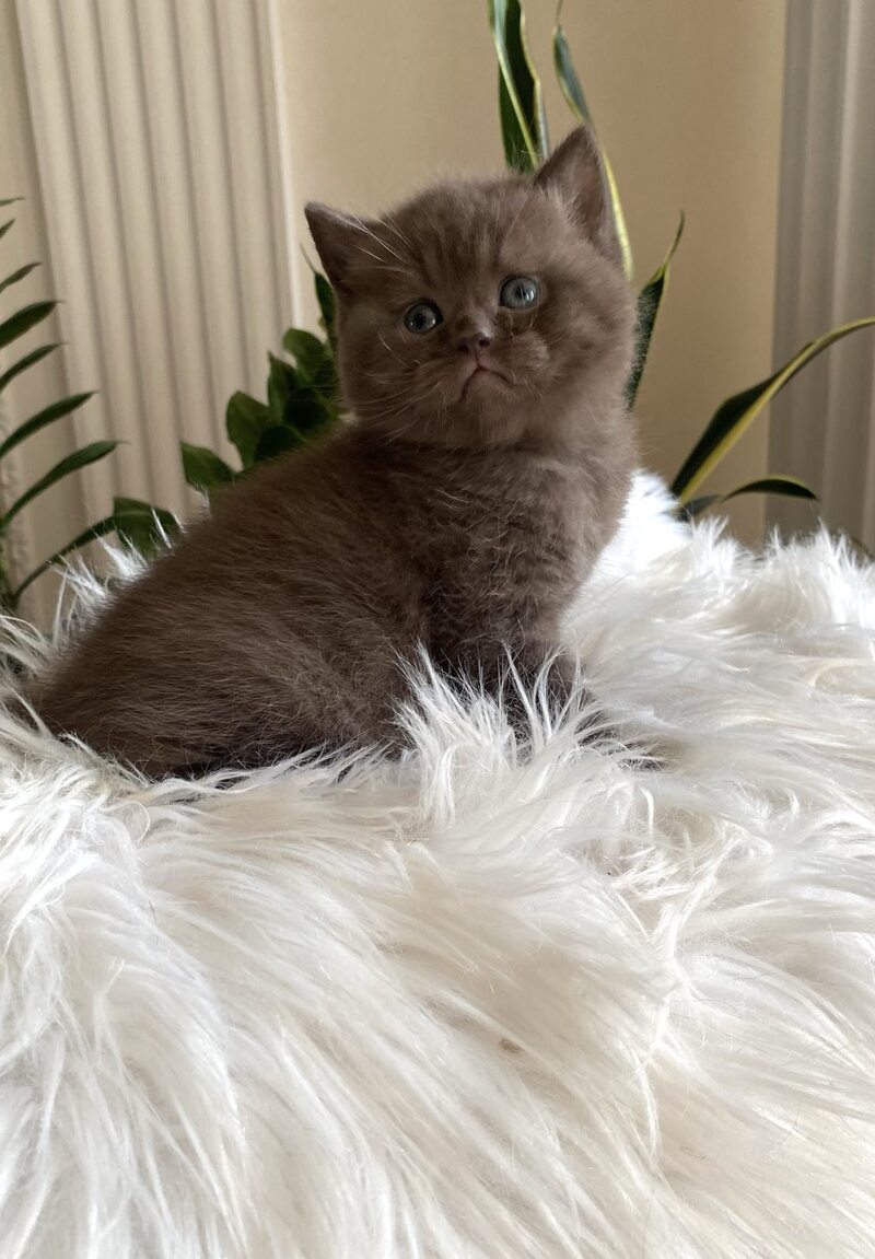 Zefir British Shorthair male chocolate - live animals