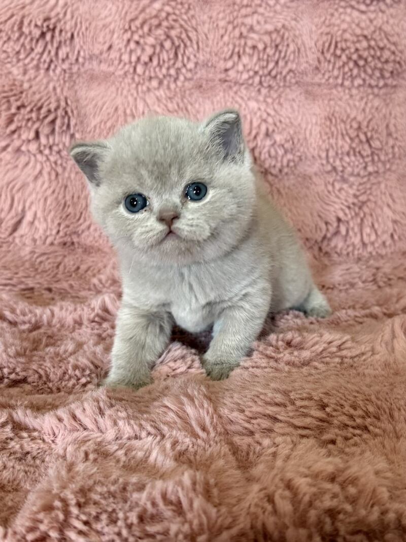 Boston British Shorthair male lilac - live animals