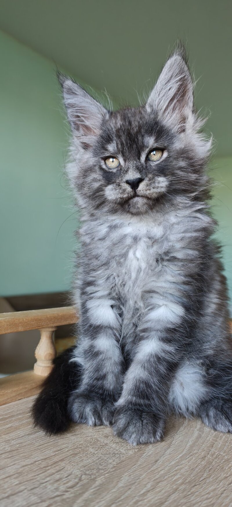 Grey Maine Coon male, black