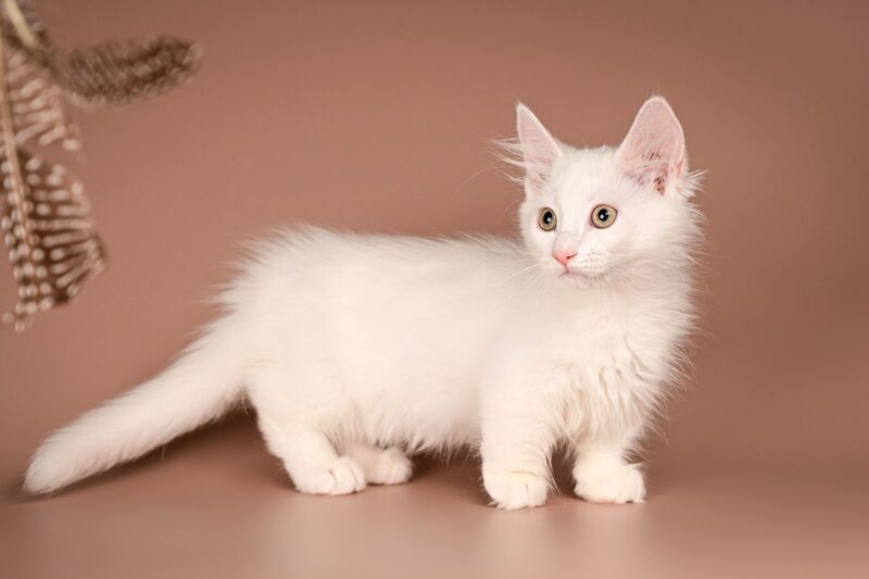 Anetta Munchkin female, white