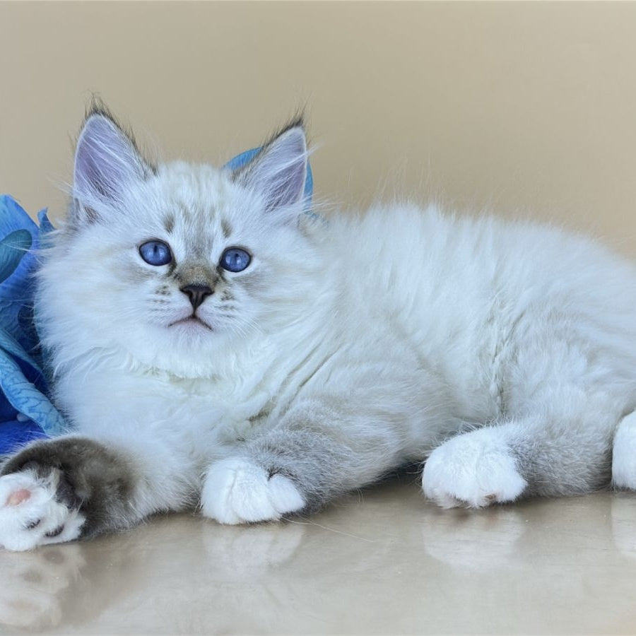 Arctic Siberian male, seal tabby pointed with white