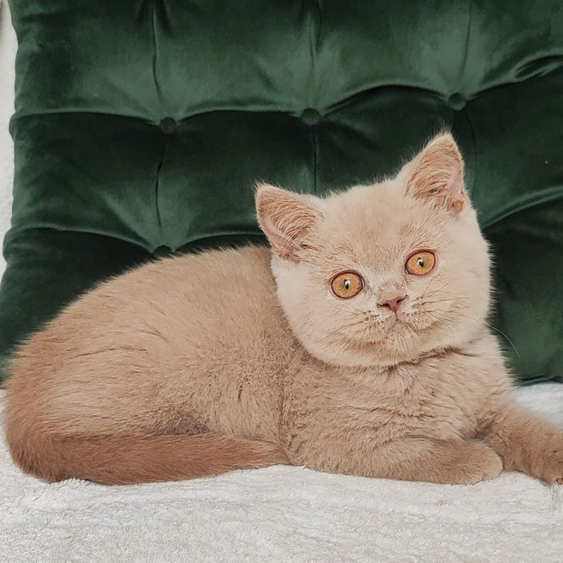 Ukki British Shorthair male, fawn