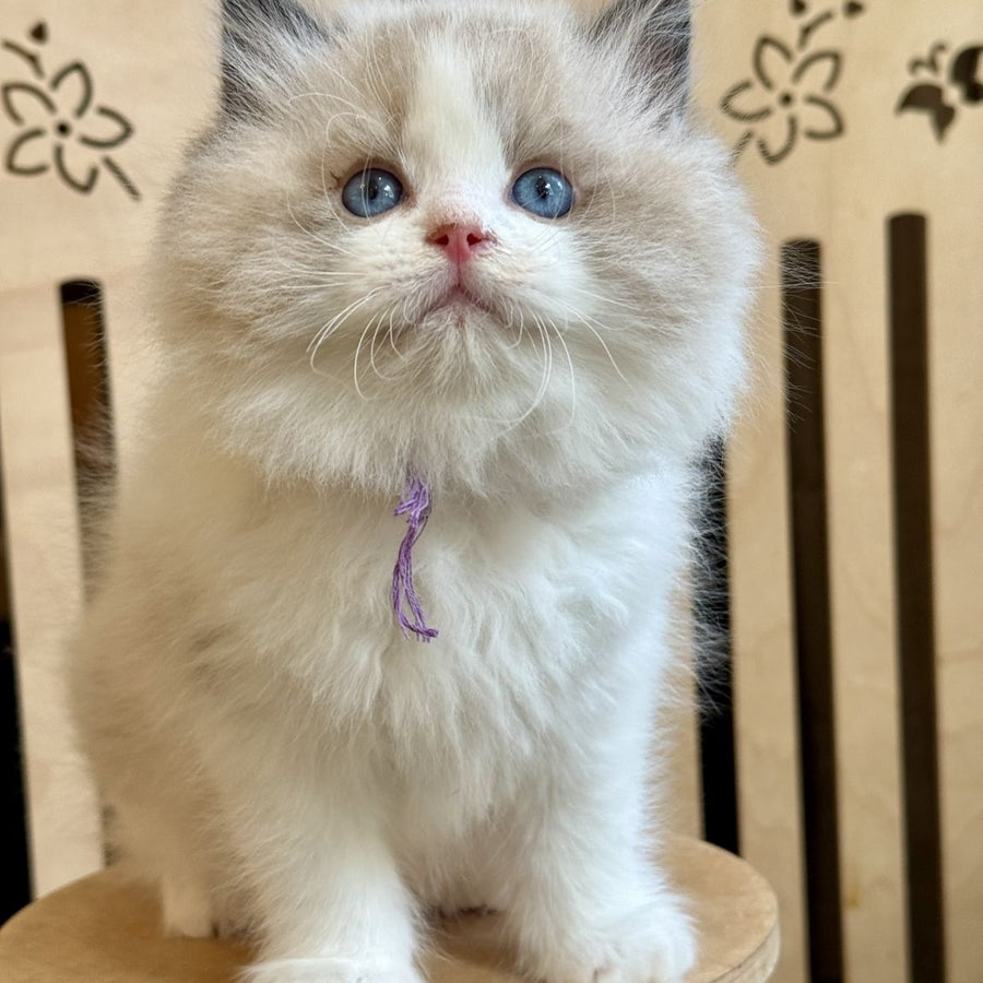 Moon Ragdoll male, black bicolour