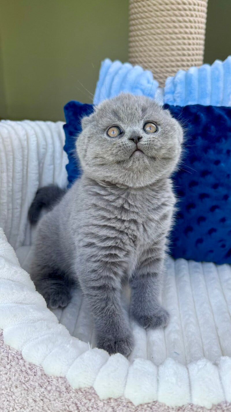 Trevor Scottish Fold male, blue