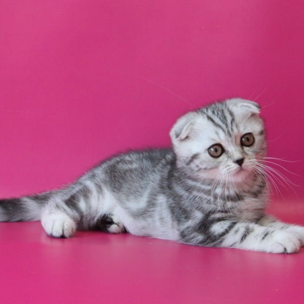 Santa Scottish Fold female, black silver tabby
