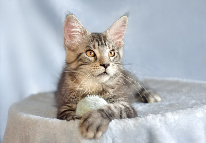 Uilliam Maine Coon male, black silver tabby