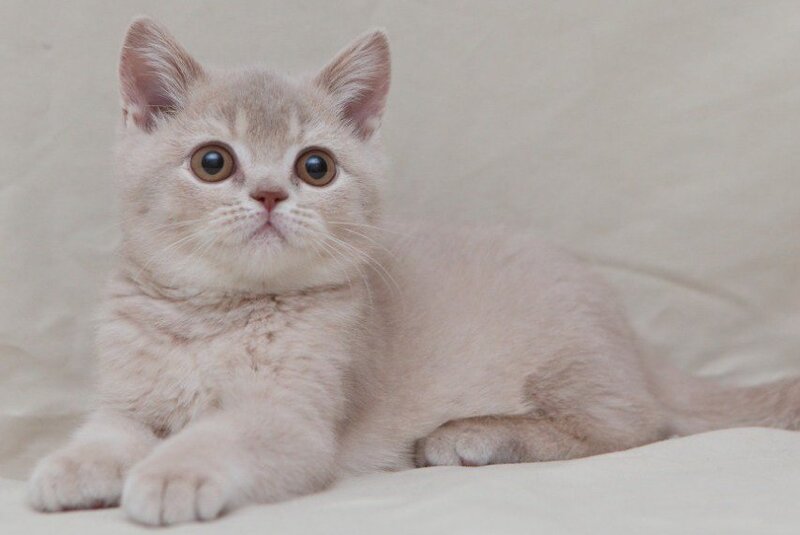 Nastyasha British Shorthair female, lilac ticked tabby