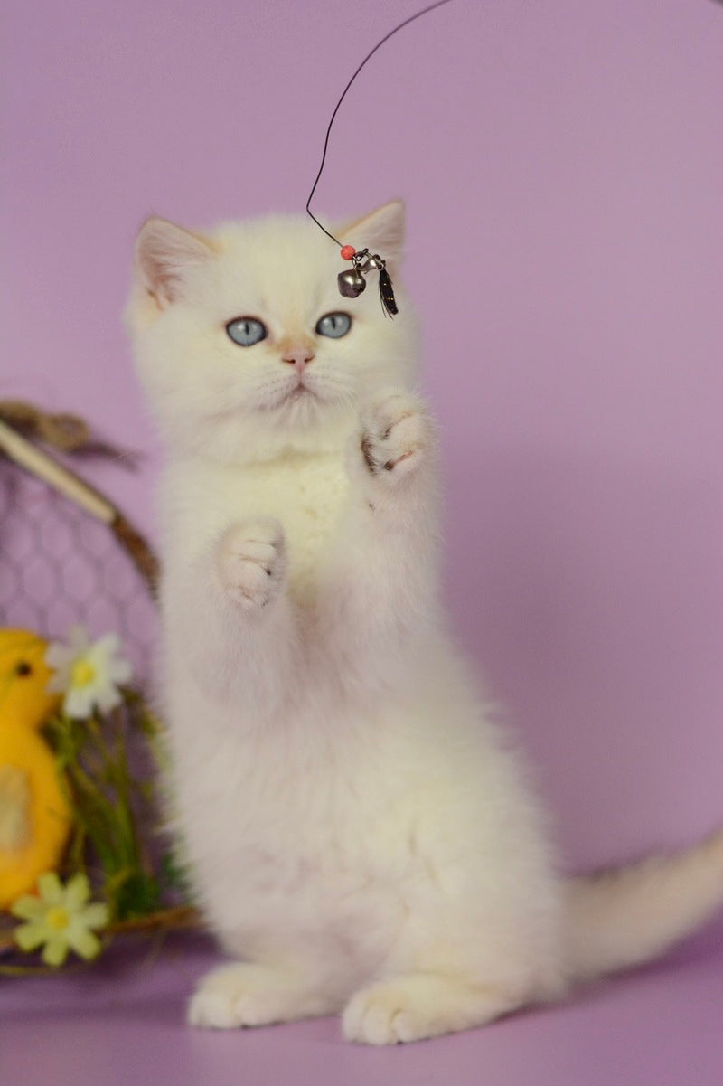 Rosa British Shorthair female, black golden shaded pointed