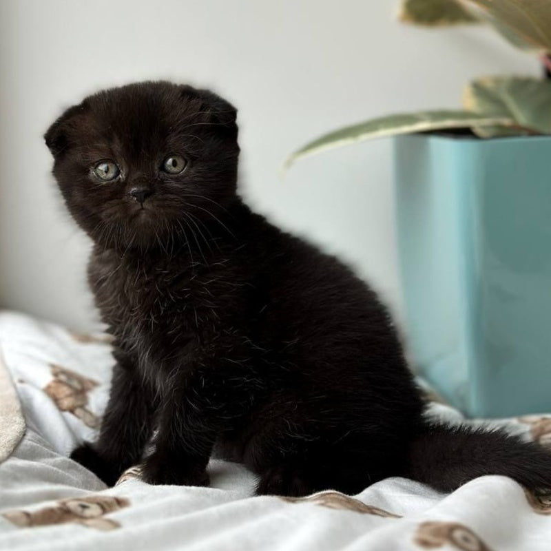 Nana Scottish Fold female, black