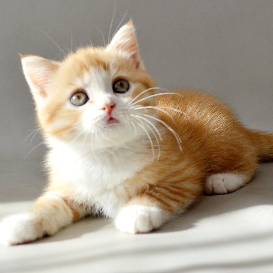 Wilma Scottish Straight female, red spotted tabby bicolour