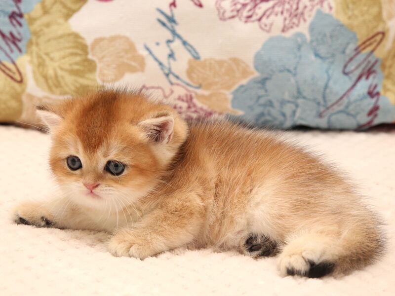 Zlata Scottish Straight female, black golden shaded