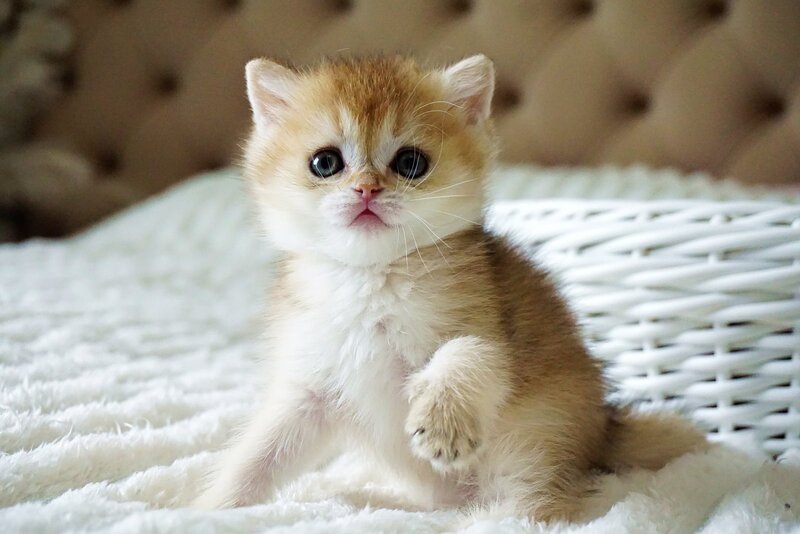 Emily British Shorthair female, black golden shaded