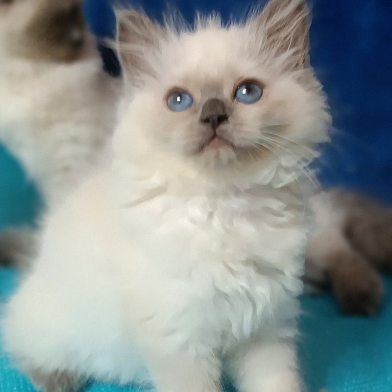 Dona Siberian female, blue pointed