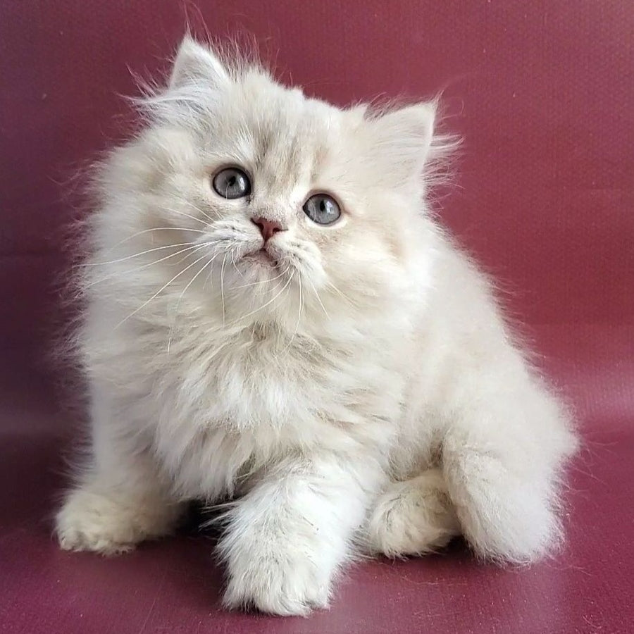 Zabava British Longhair female, blue golden shaded