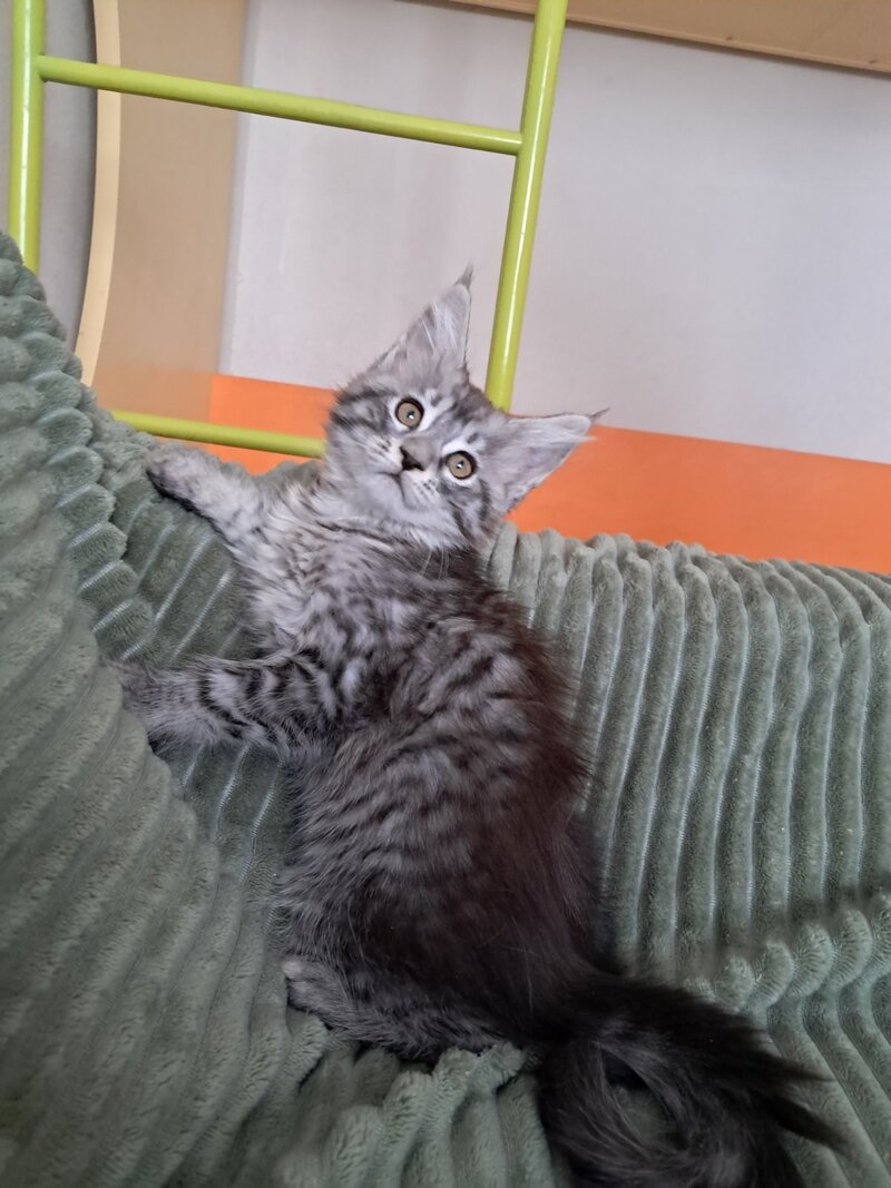 X-Assol Maine Coon female, black silver spotted tabby