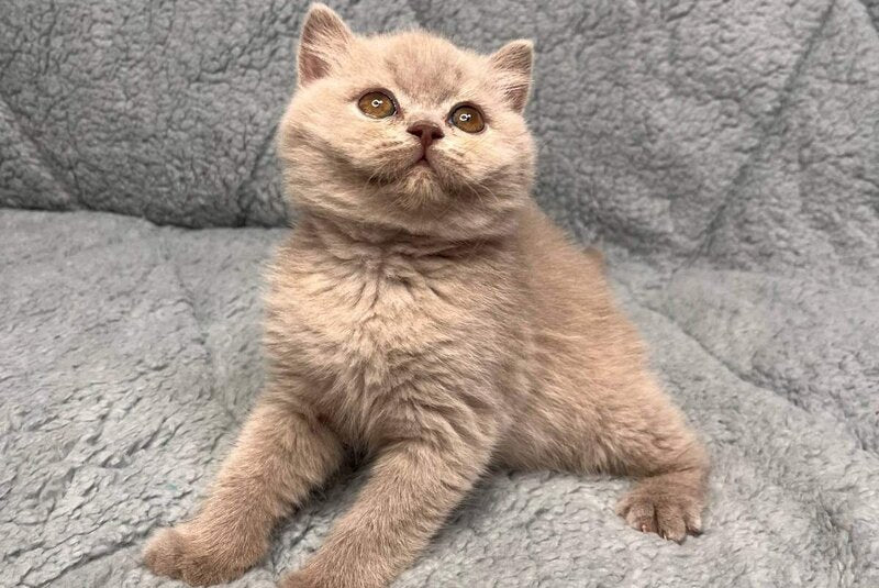 Ulis British Shorthair male lilac - live animals