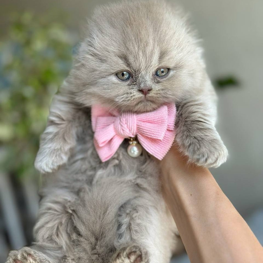 Lava Scottish Fold female, lilac
