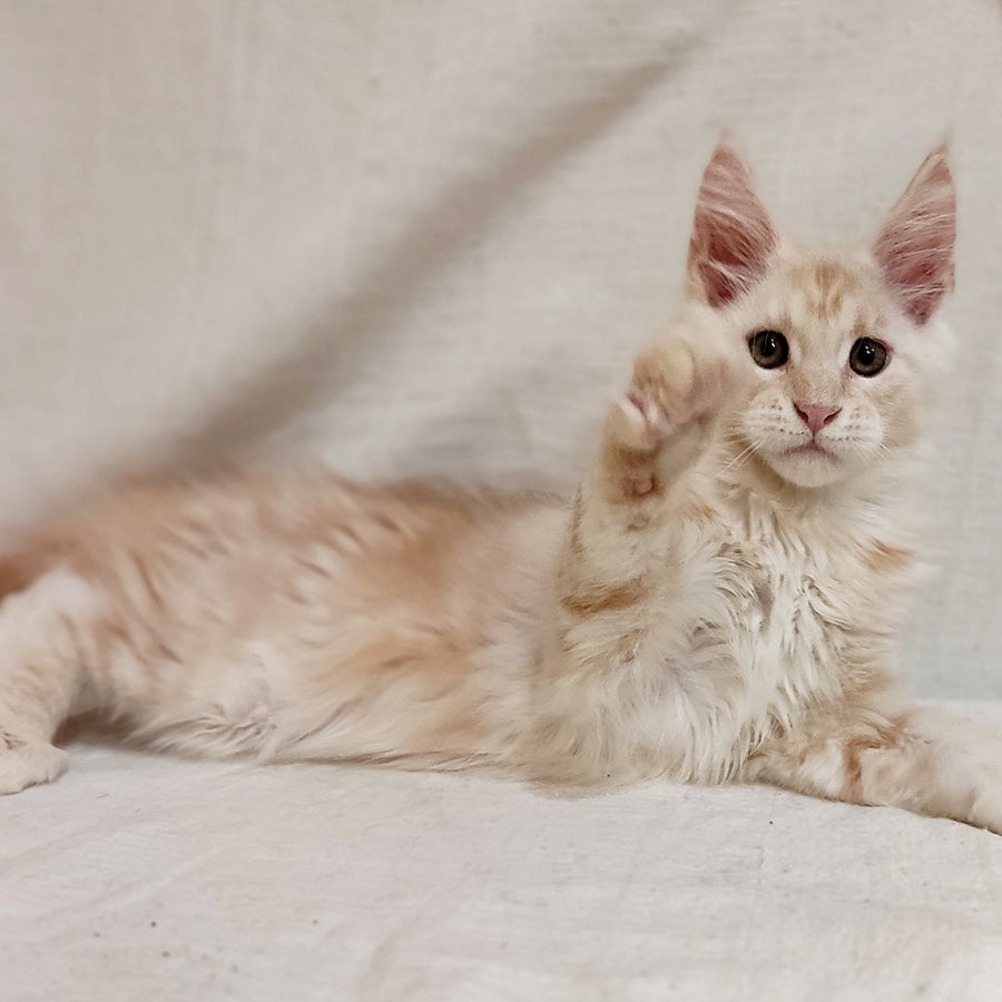 Korzhik Maine Coon male, red silver tabby