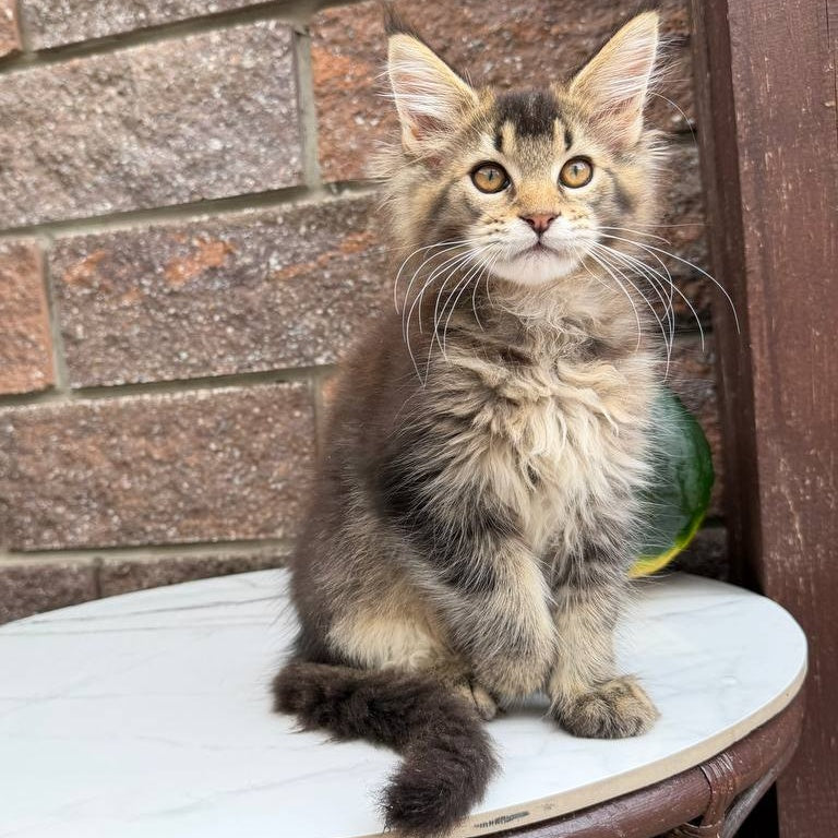 Buddy Maine Coon male, black ticked tabby