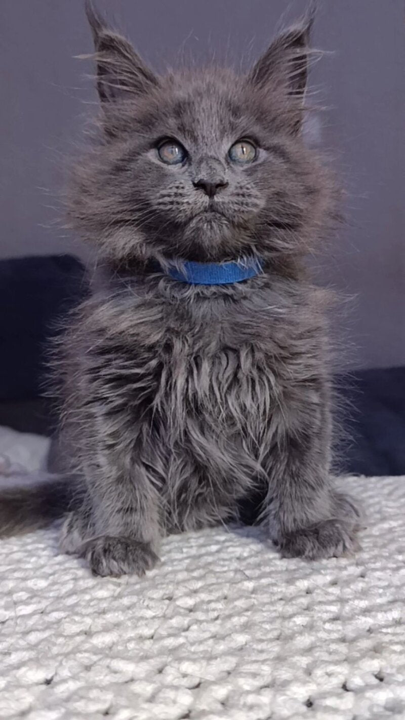 Phantom Maine Coon male blue - live animals