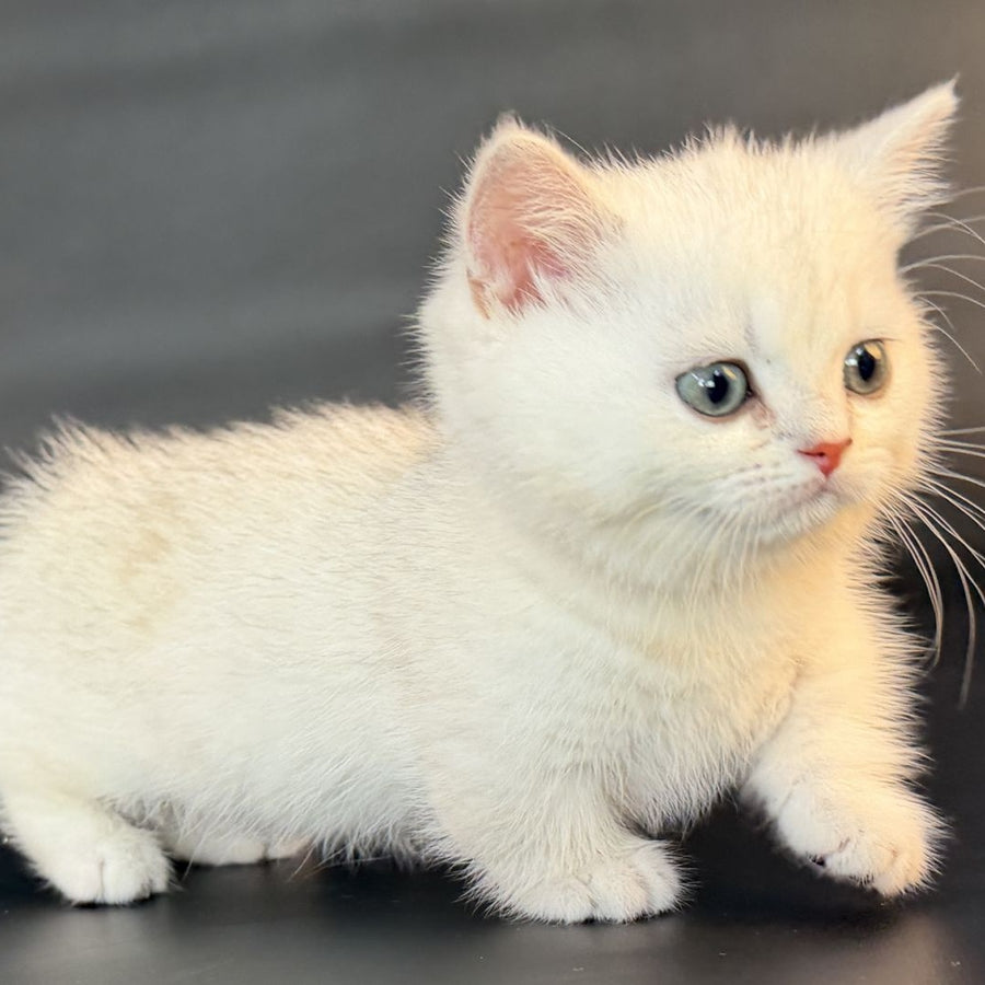 Riley Munchkin male, black silver shaded