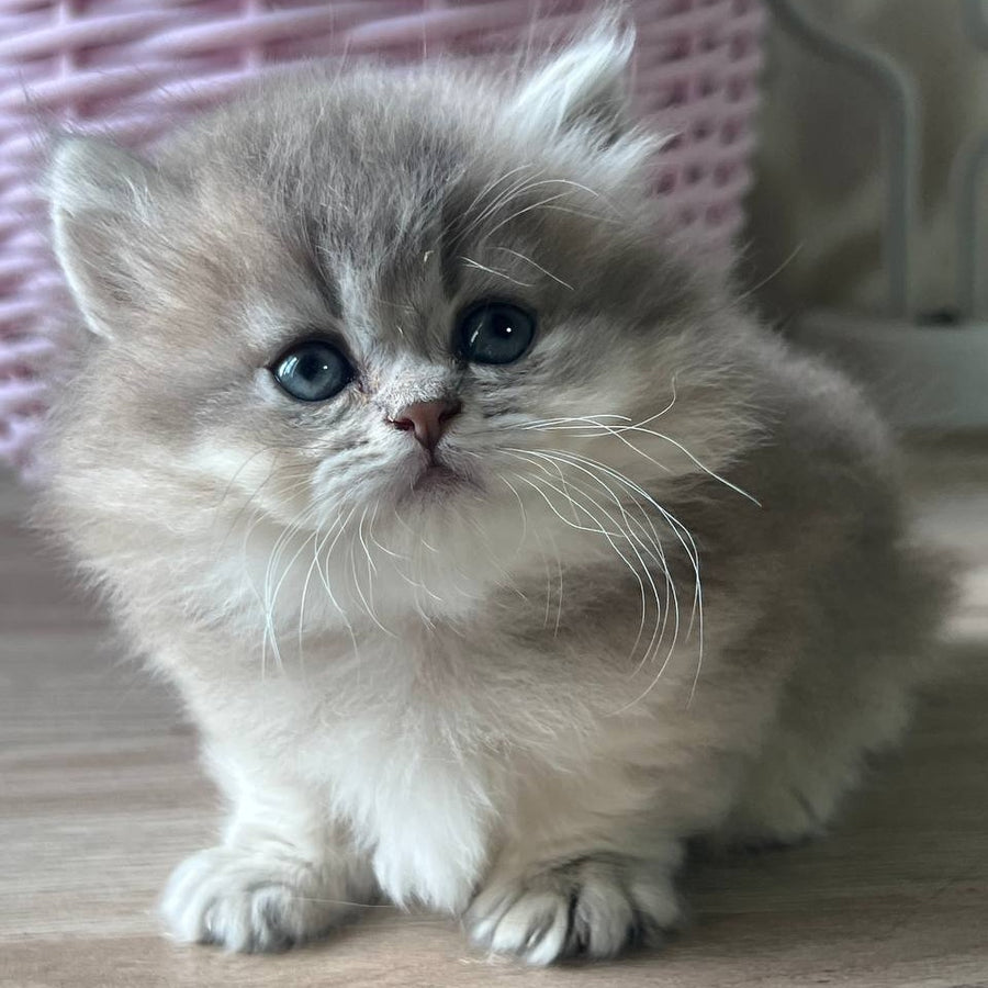 Patrisia Munchkin female, blue golden shaded